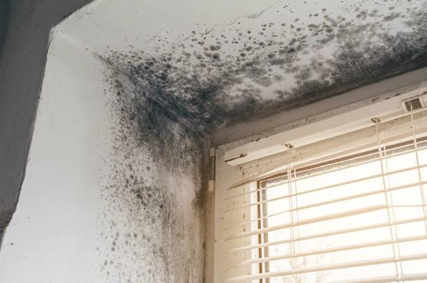 Affordable Mold Cleanup solutions in Savage, MD